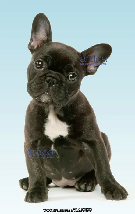  : DOG - French Bulldog Puppy