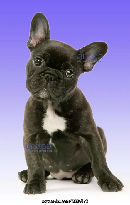  : DOG - French Bulldog Puppy