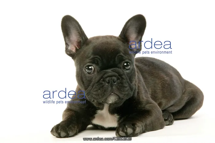 : DOG - French Bulldog Puppy : DOG - French Bulldog Puppy