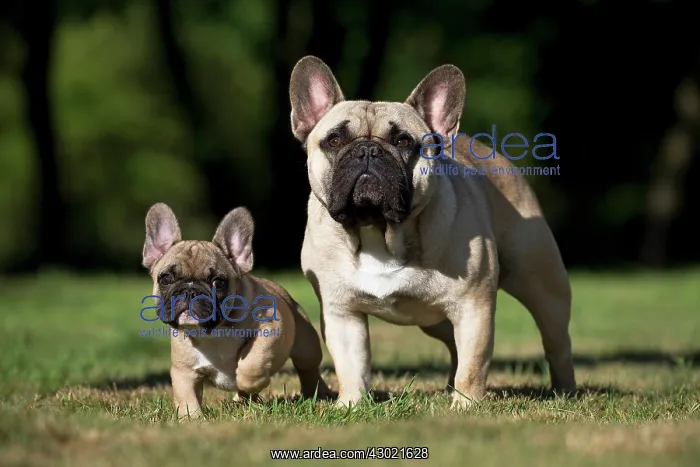  : Dog French Bulldog with puppy