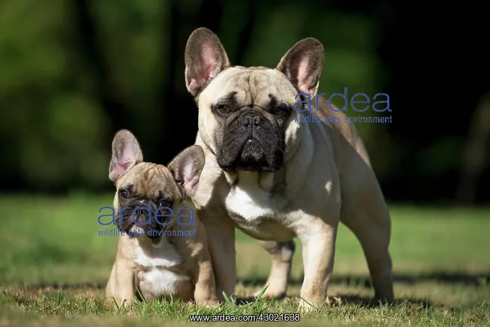  : Dog French Bulldog with puppy