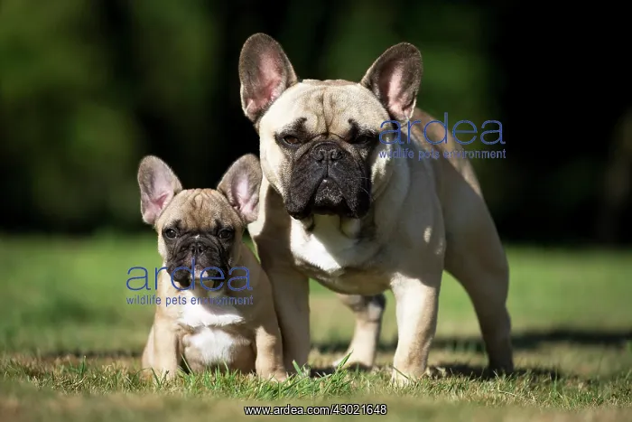  : Dog French Bulldog with puppy