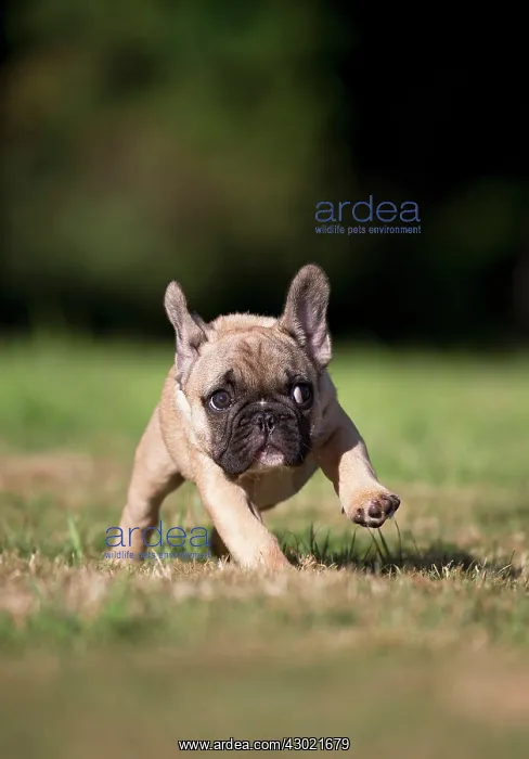  : Dog French Bulldog puppy