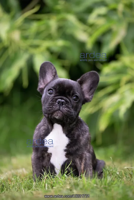  : Dog French Bulldog puppy