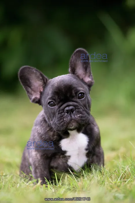  : Dog French Bulldog puppy