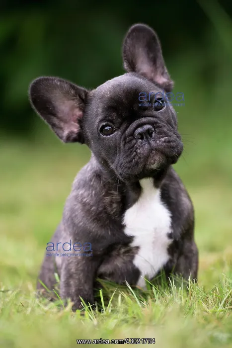  : Dog French Bulldog puppy