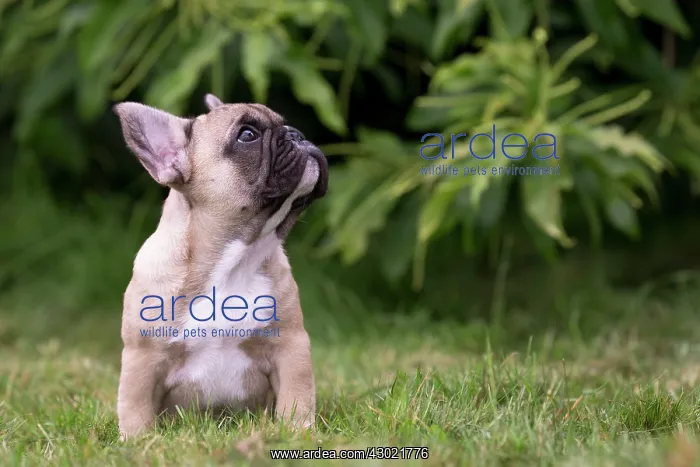  : Dog French Bulldog puppy