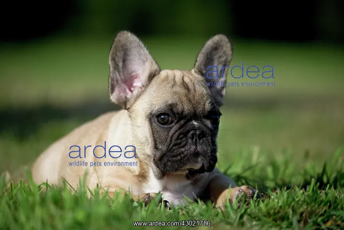  : Dog French Bulldog puppy