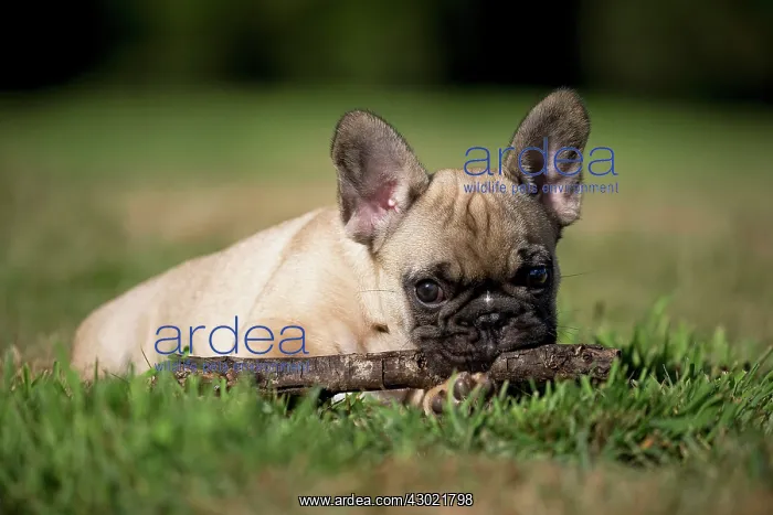  : Dog French Bulldog puppy