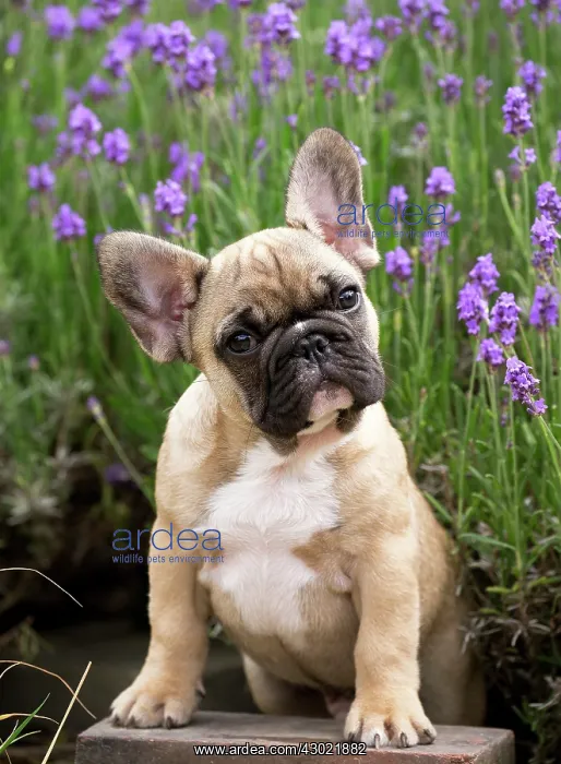  : Dog French Bulldog puppy