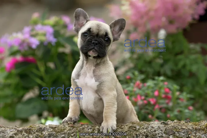  : Dog French Bulldog puppy