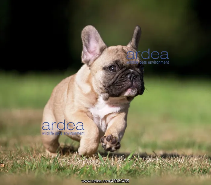  : Dog French Bulldog puppy