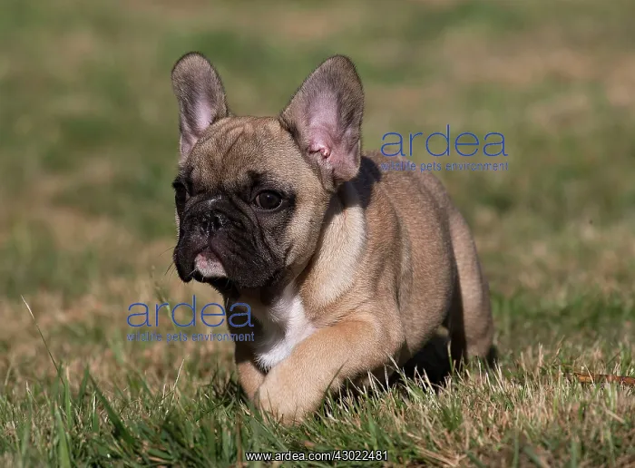  : Dog French Bulldog puppy