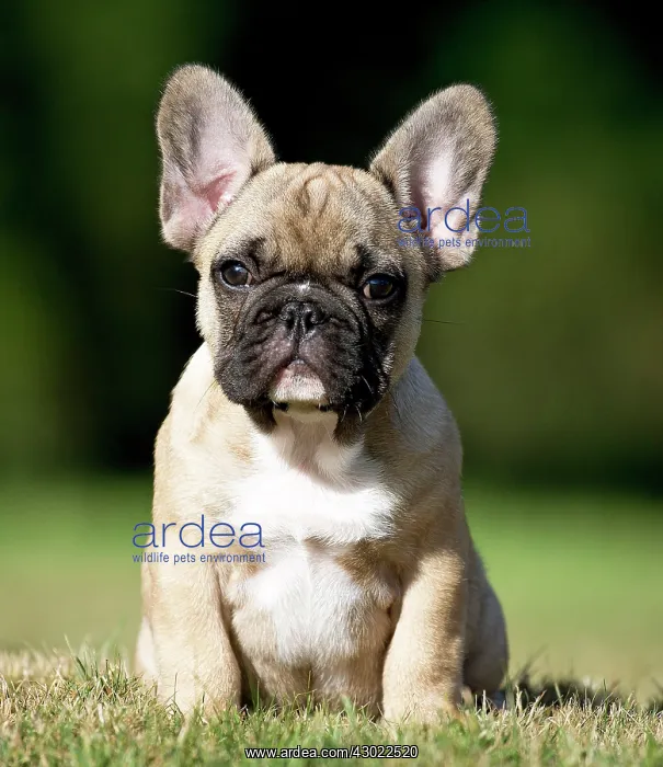  : Dog French Bulldog puppy