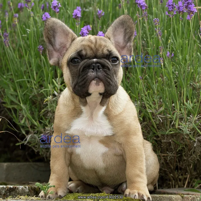  : Dog French Bulldog puppy