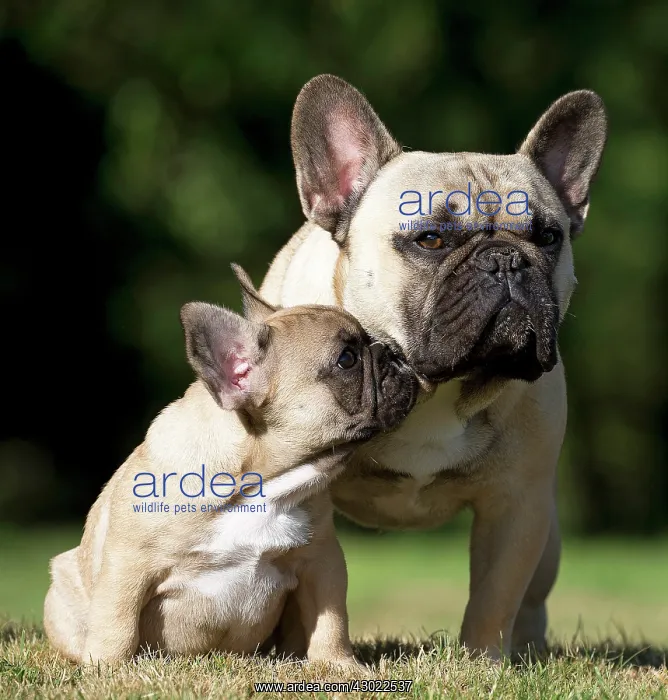  : Dog French Bulldog with puppy