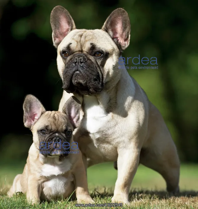  : Dog French Bulldog with puppy