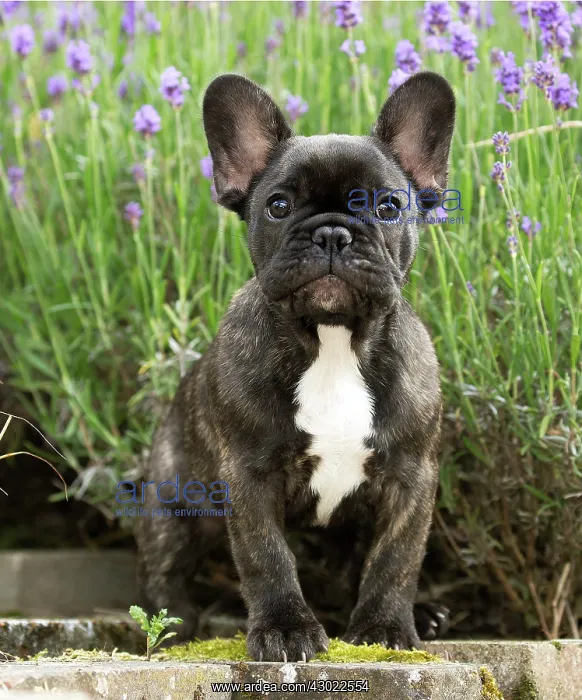  : Dog French Bulldog puppy