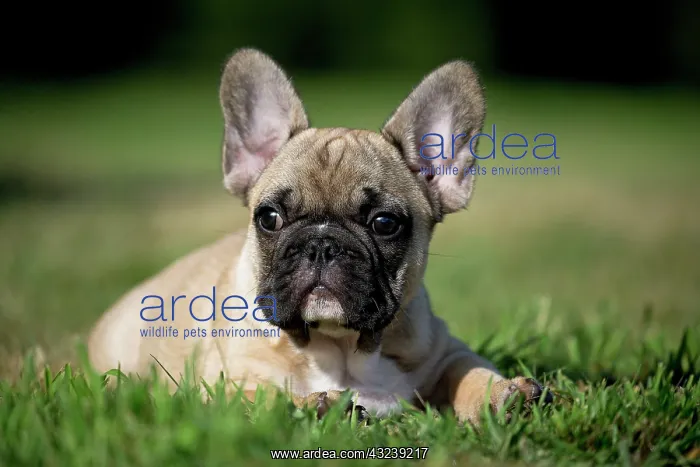  : Dog French Bulldog puppy