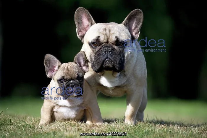  : Dog French Bulldog with puppy