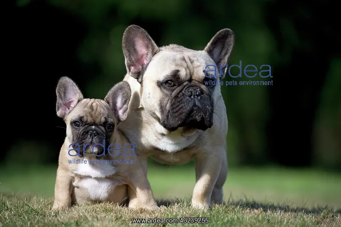  : Dog French Bulldog with puppy