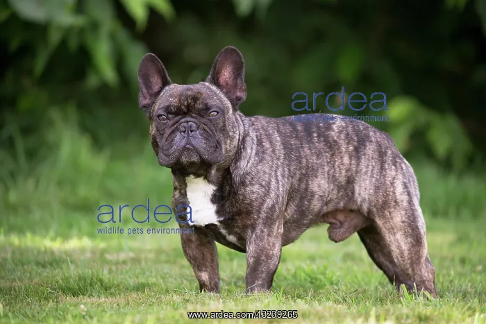  : Dog French Bulldog puppy