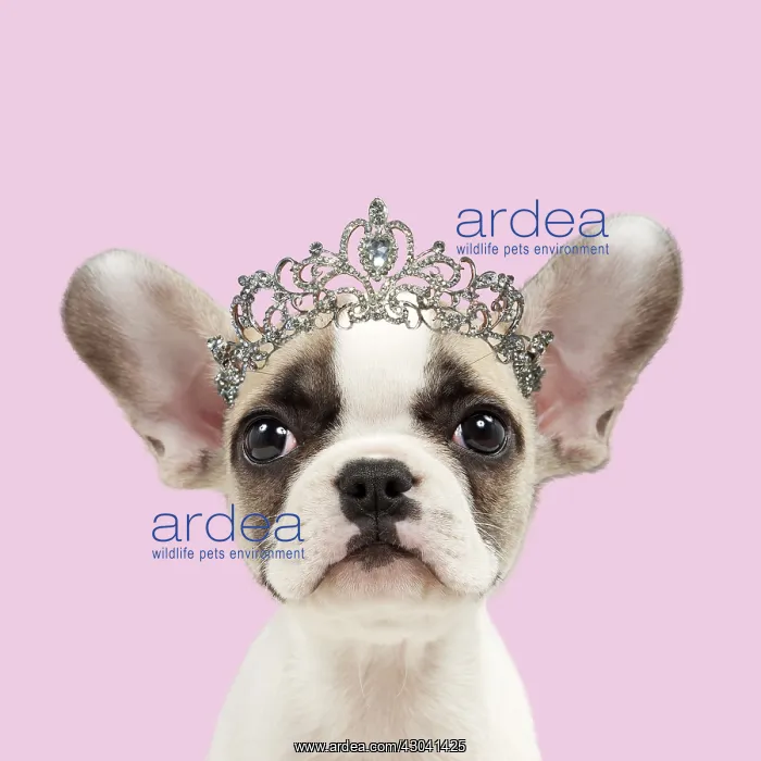 : Dog - French bulldog - puppy 8 weeks old - wearing : Dog - French bulldog - puppy 8 weeks old - wearing