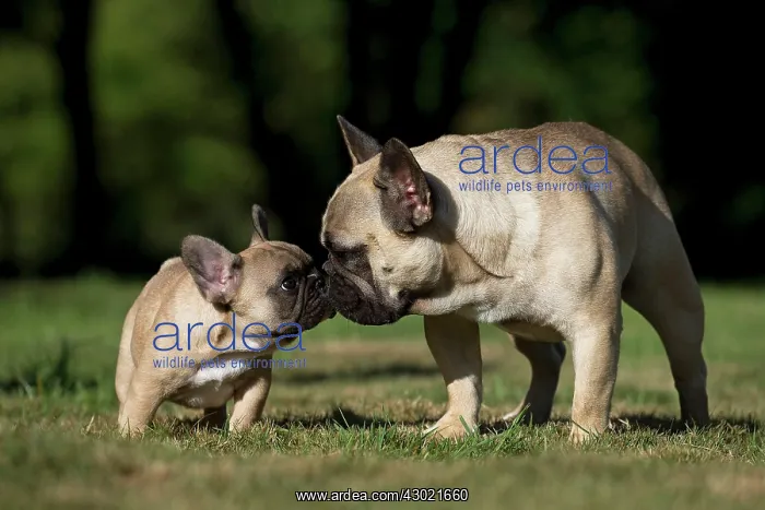  : Dog French Bulldog with puppy kissing