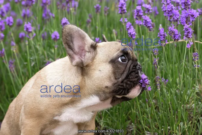  : Dog French Bulldog puppy smelling flowers