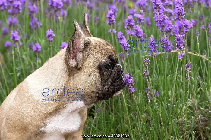  : Dog French Bulldog puppy smelling flowers
