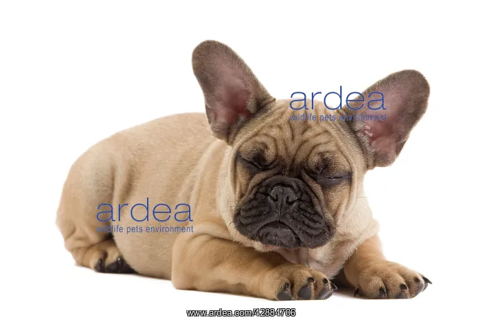 : Dog - French Bulldog puppy in studio : Dog - French Bulldog puppy in studio