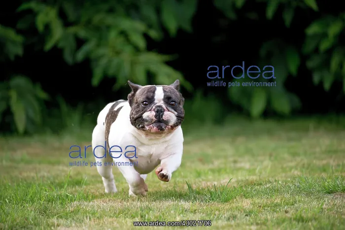  : Dog French Bulldog running