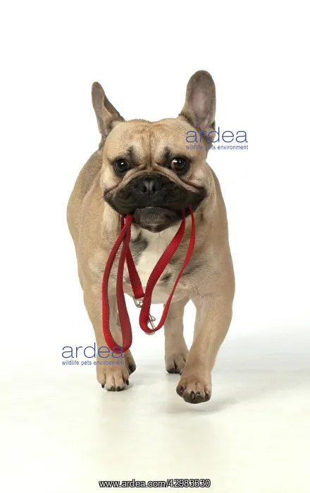 : DOG. French bulldog, running to camera with : DOG. French bulldog, running to camera with