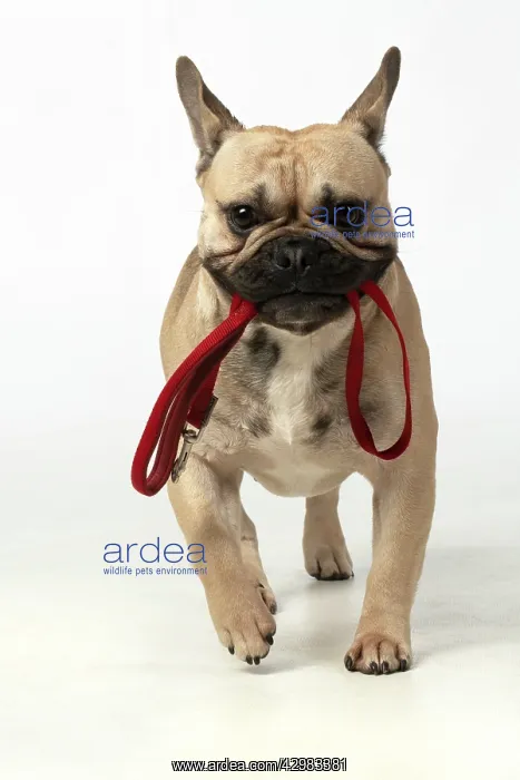 : DOG. French bulldog, running to camera with : DOG. French bulldog, running to camera with