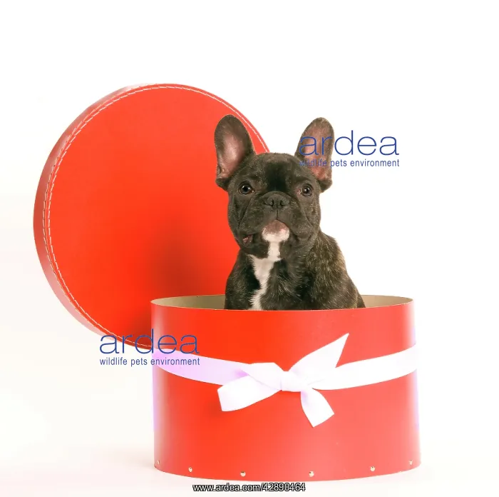  : Dog - French Bulldog sitting in hat box