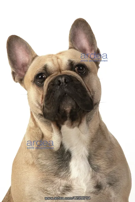  : DOG. French bulldog, sitting, head & shoulders, studio