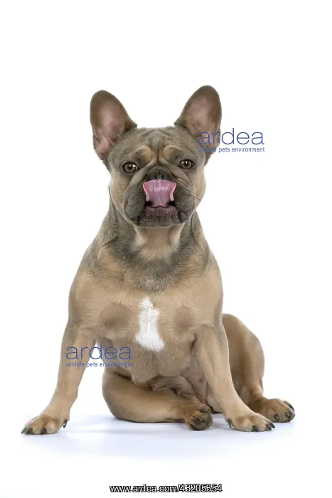 : DOG. French Bulldog, sitting, licking lips, face, studio : DOG. French Bulldog, sitting, licking lips, face, studio