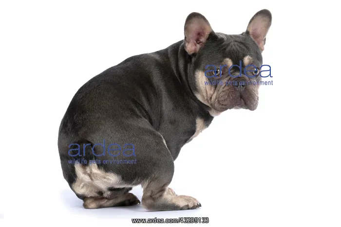 : DOG. French Bulldog, sitting, looking round ove : DOG. French Bulldog, sitting, looking round ove