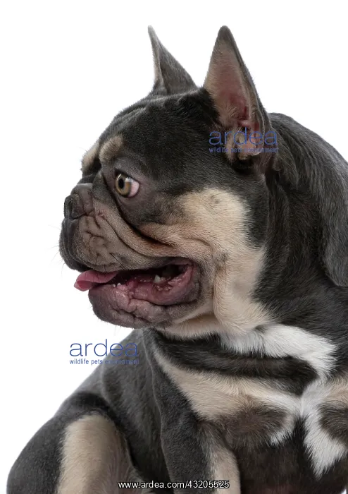 : DOG. French Bulldog, sitting portrait, profile, studio : DOG. French Bulldog, sitting portrait, profile, studio