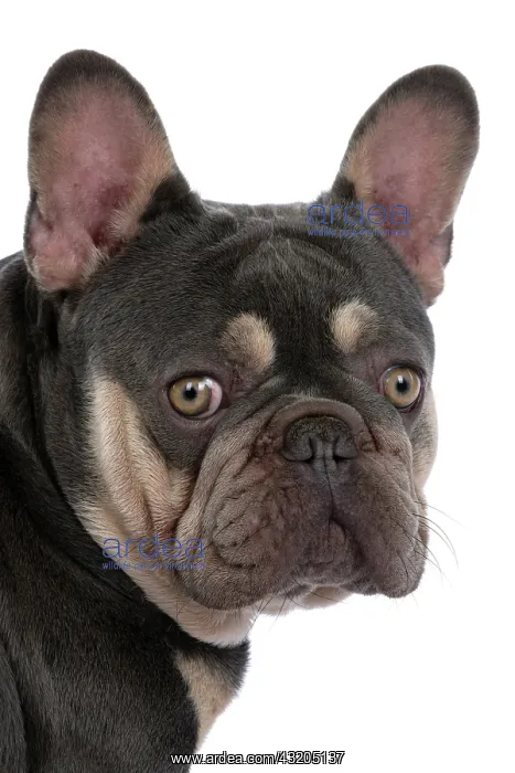 : DOG. French Bulldog, sitting portrait, looking o : DOG. French Bulldog, sitting portrait, looking o