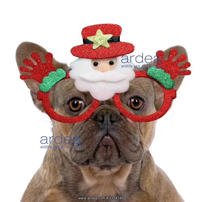 : DOG. French Bulldog, sitting portrait, studio : DOG. French Bulldog, sitting portrait, studio