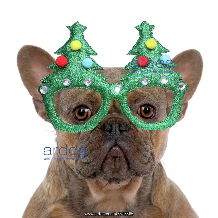 : DOG. French Bulldog, sitting portrait, studio : DOG. French Bulldog, sitting portrait, studio