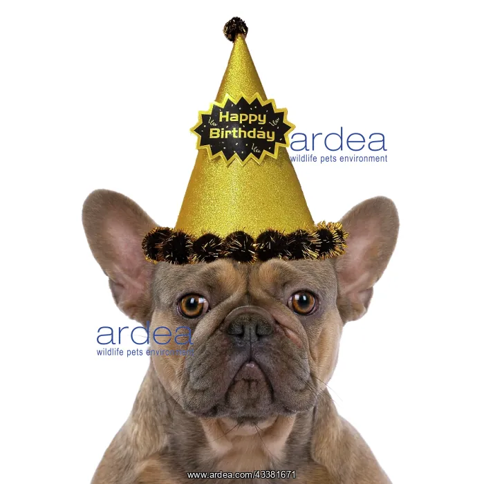 : DOG. French Bulldog, sitting portrait, studio : DOG. French Bulldog, sitting portrait, studio