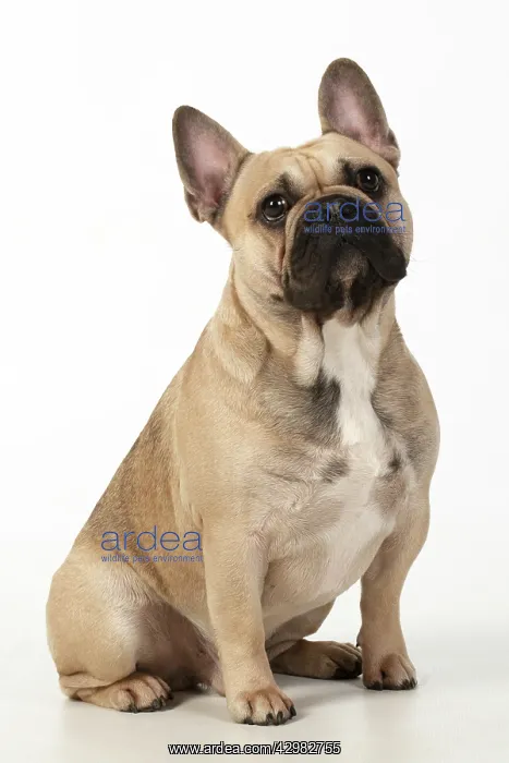 : DOG. French bulldog, sitting, studio, white background : DOG. French bulldog, sitting, studio, white background