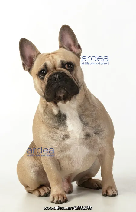 : DOG. French bulldog, sitting, studio, white background : DOG. French bulldog, sitting, studio, white background