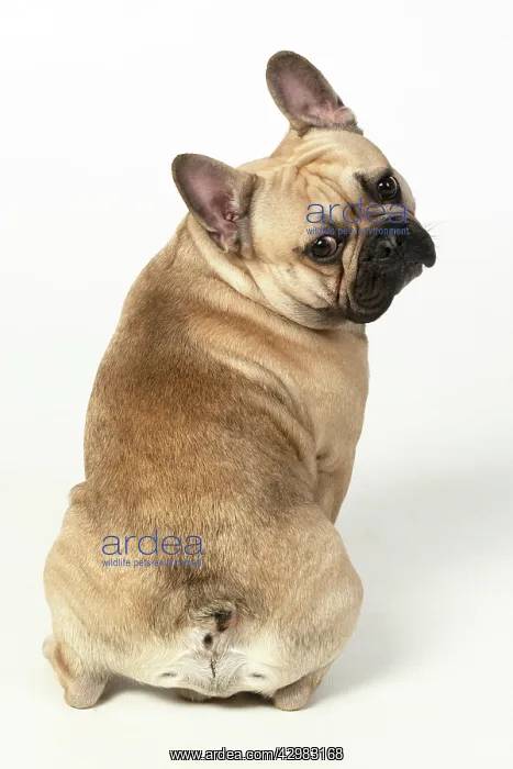 : DOG. French bulldog, sitting, back view, studio : DOG. French bulldog, sitting, back view, studio