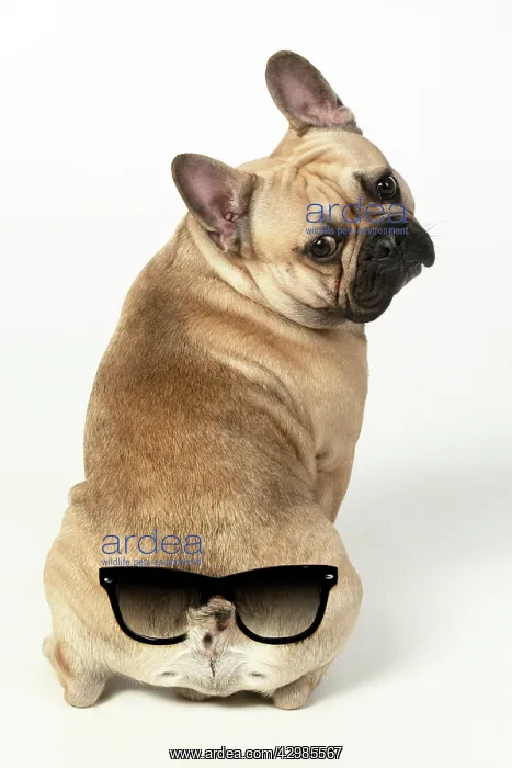 : DOG. French bulldog, sitting, back view, studio : DOG. French bulldog, sitting, back view, studio
