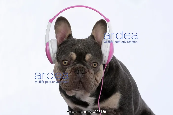 : DOG. French Bulldog, sitting wearing head phones, studio : DOG. French Bulldog, sitting wearing head phones, studio