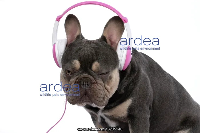 : DOG. French Bulldog, sitting wearing head phones, studio : DOG. French Bulldog, sitting wearing head phones, studio