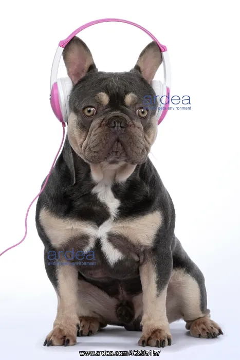 : DOG. French Bulldog, sitting wearing head phones, studio : DOG. French Bulldog, sitting wearing head phones, studio